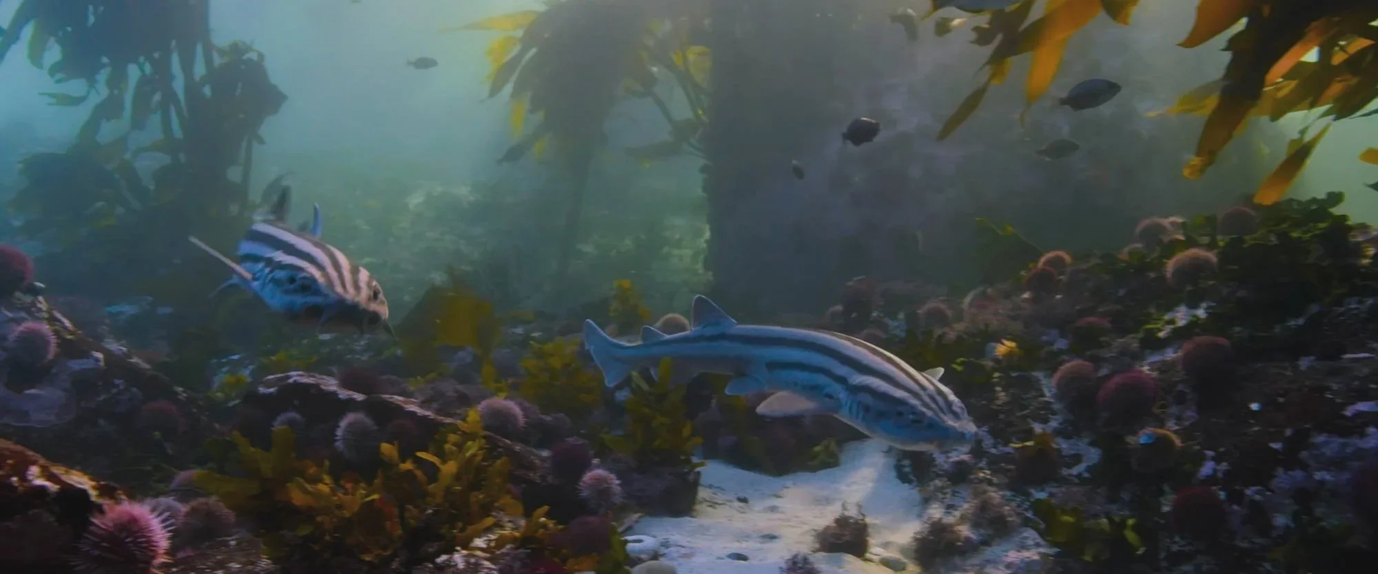 Underwater scene with two striped fish swimming among rocks, coral, and seaweed, with smaller fish in the background.