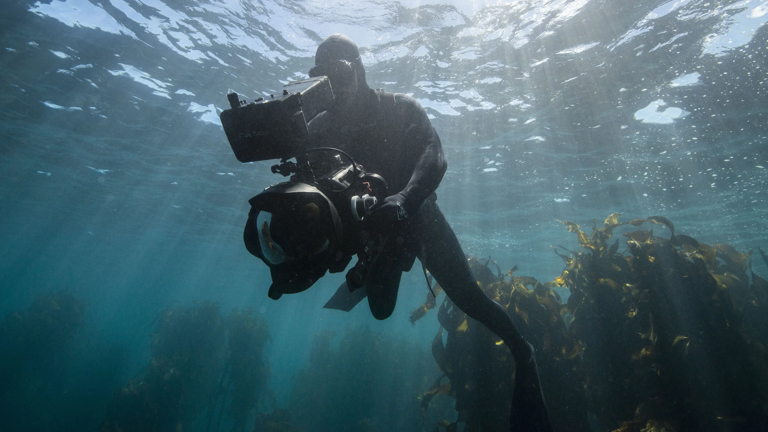A scuba diver in a wetsuit holding a camera underwater next to a kelp forest.