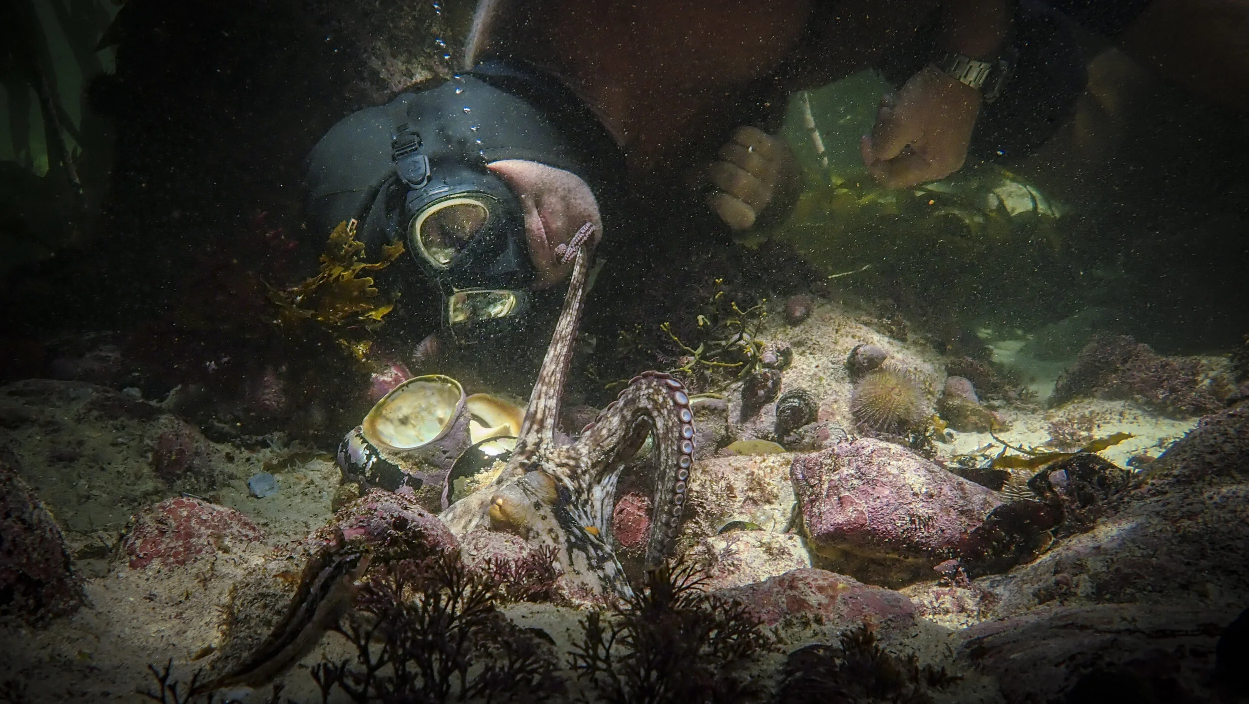 A scuba diver underwater exploring coral and sea creatures, including an octopus, with various marine life around.