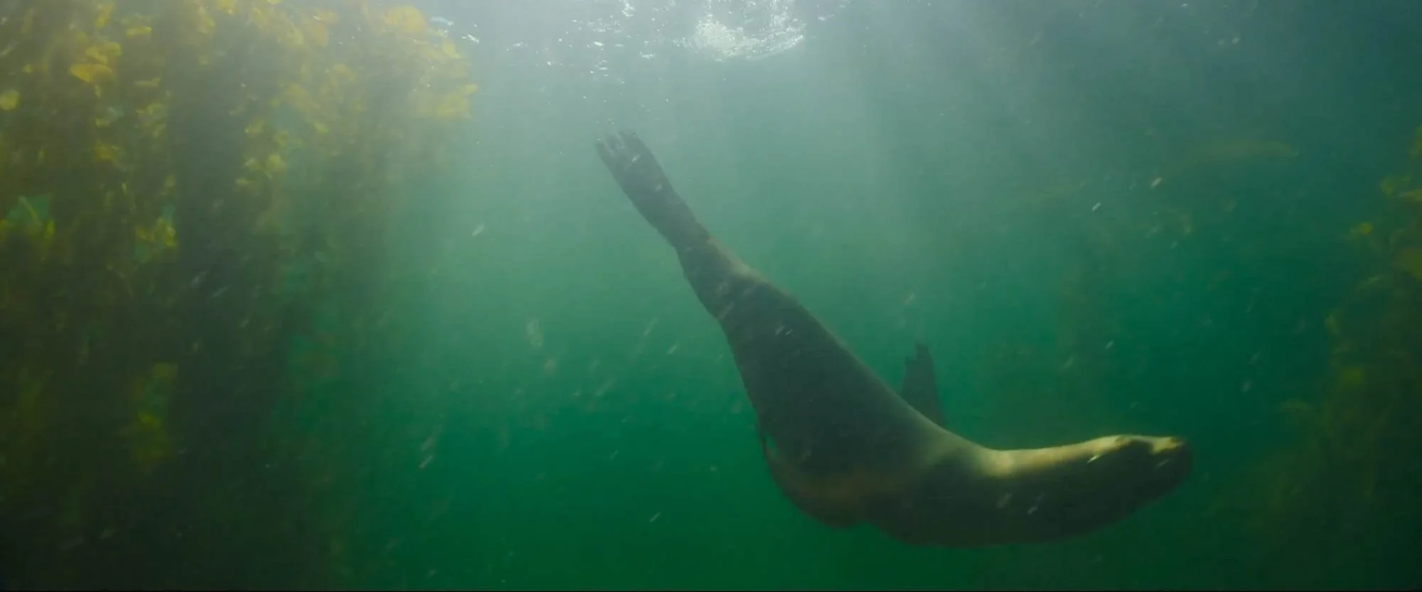 A person swimming underwater, with their legs and one arm visible, surrounded by green water and aquatic plants.
