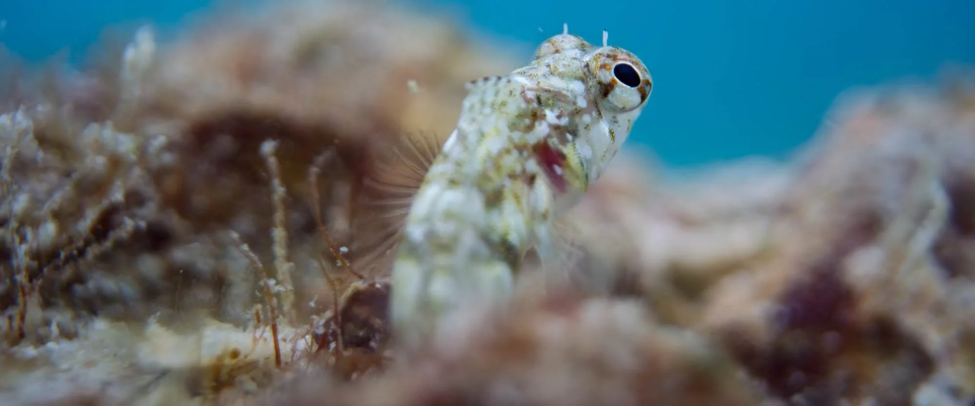 Close-up of a small fish peeking out from a coral reef, with a focus on its head and eye.