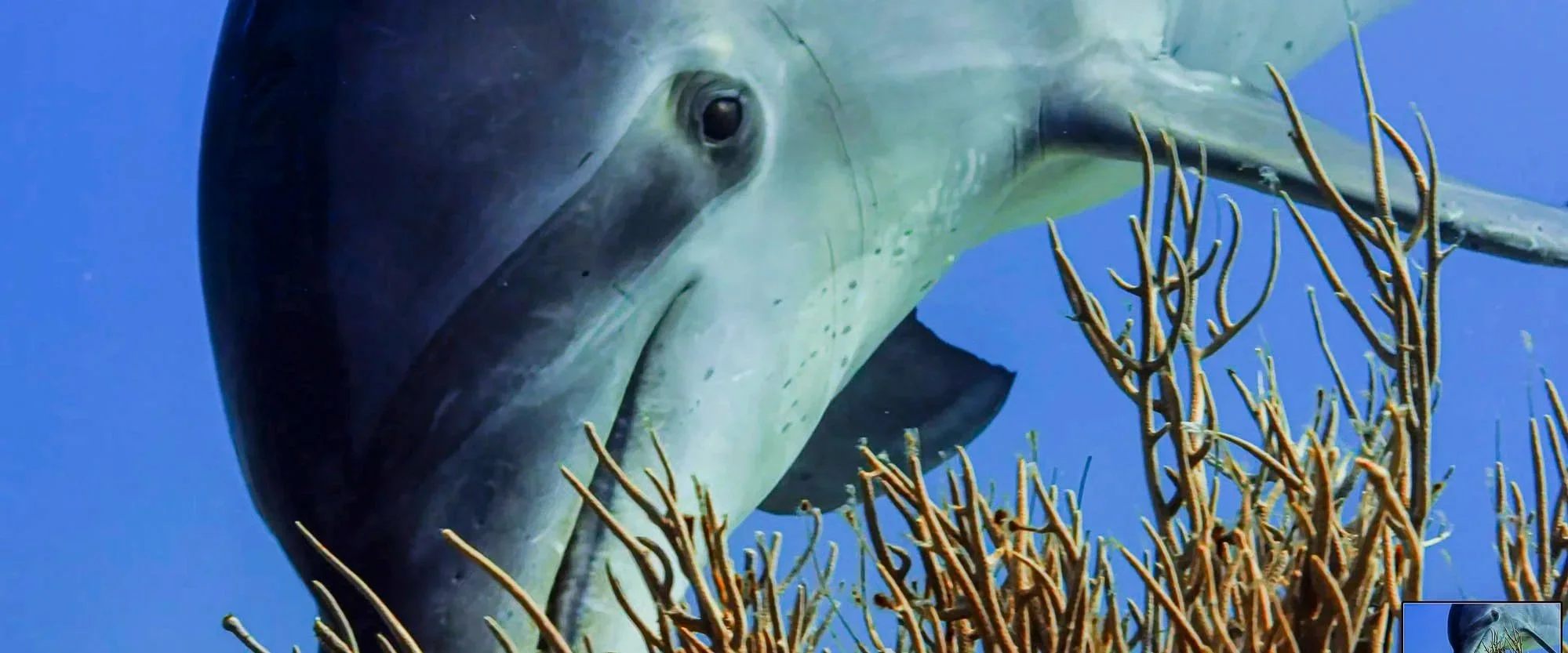 A great white shark swimming underwater among coral reefs.