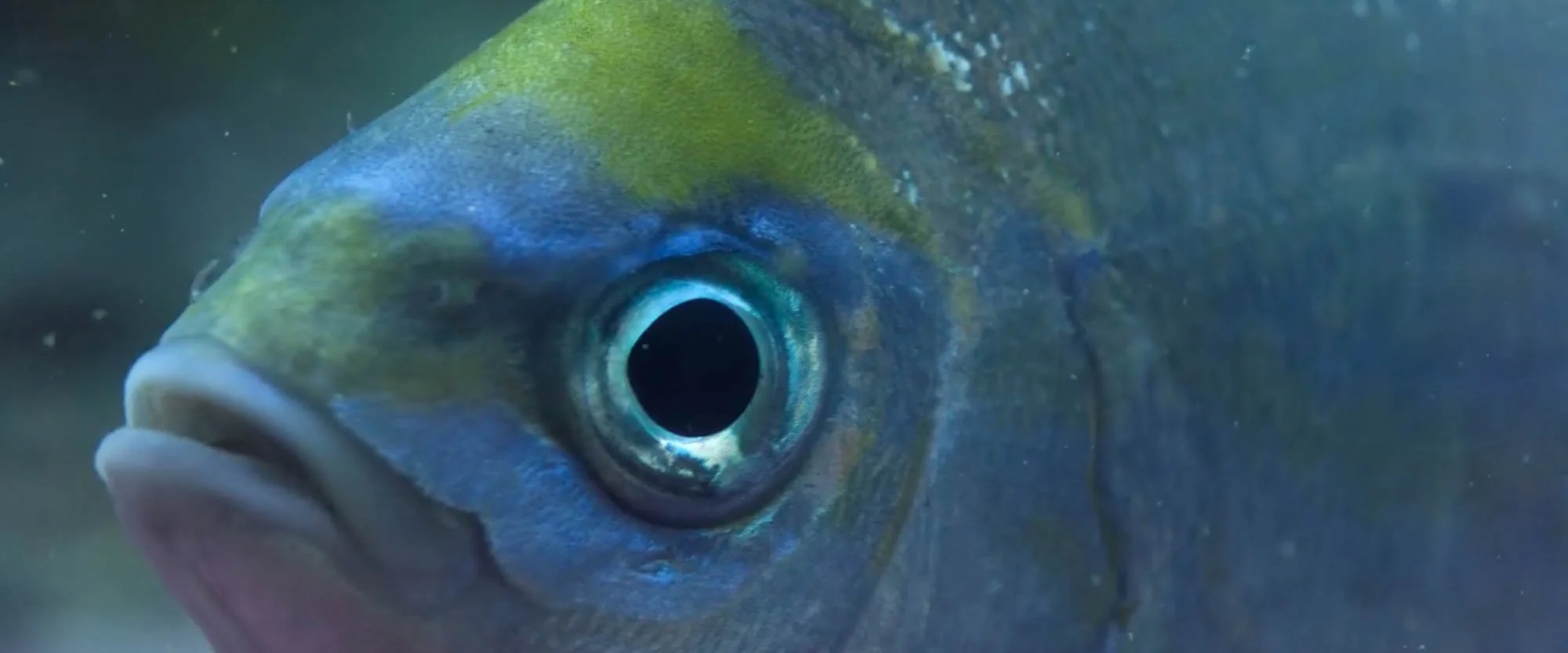 Close-up of a fish with vibrant blue, green, and yellow colors, showing its eye and face underwater.