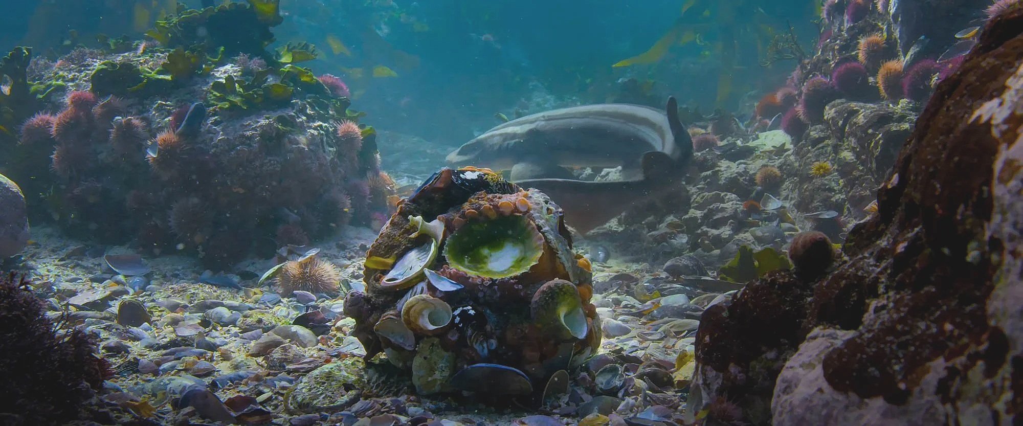 Underwater scene with rocks, shells, sea anemones, fish, and a fish with a torpedo-shaped body swimming among coral and seaweed.
