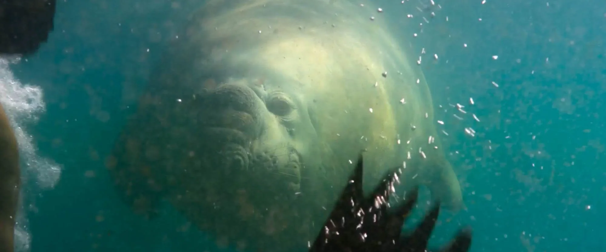 A large sea animal, possibly a whale or a manatee, underwater with a person’s hand reaching towards it.