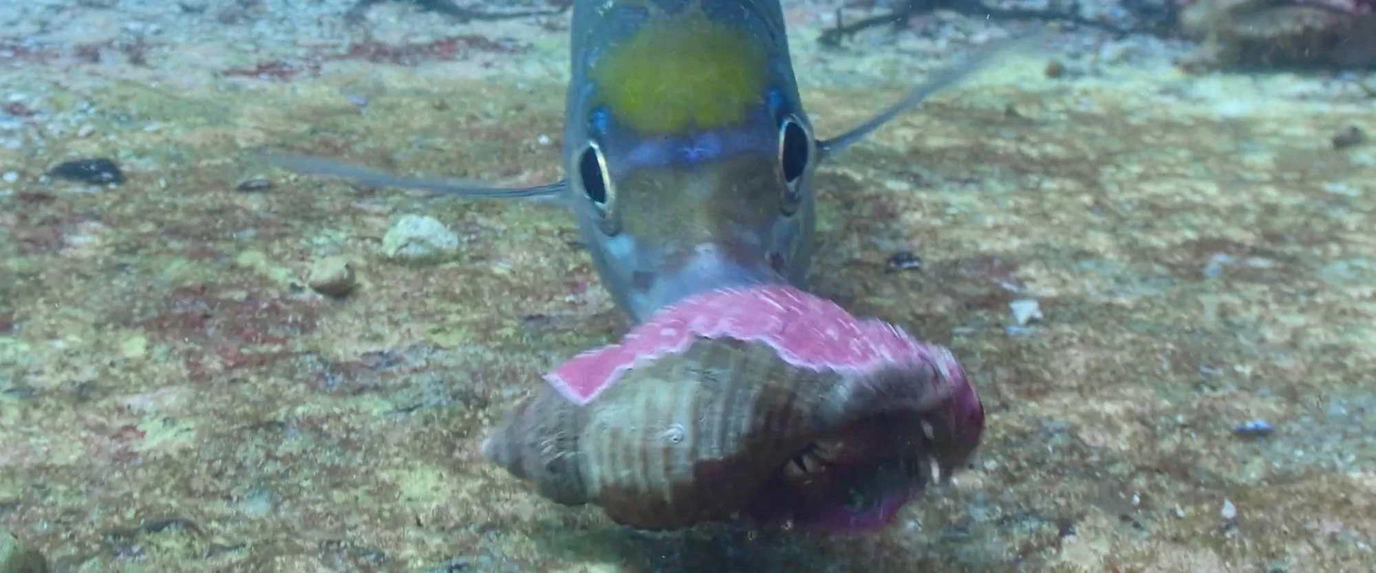 Close-up of a fish underwater biting a pink and brown seashell on the ocean floor.