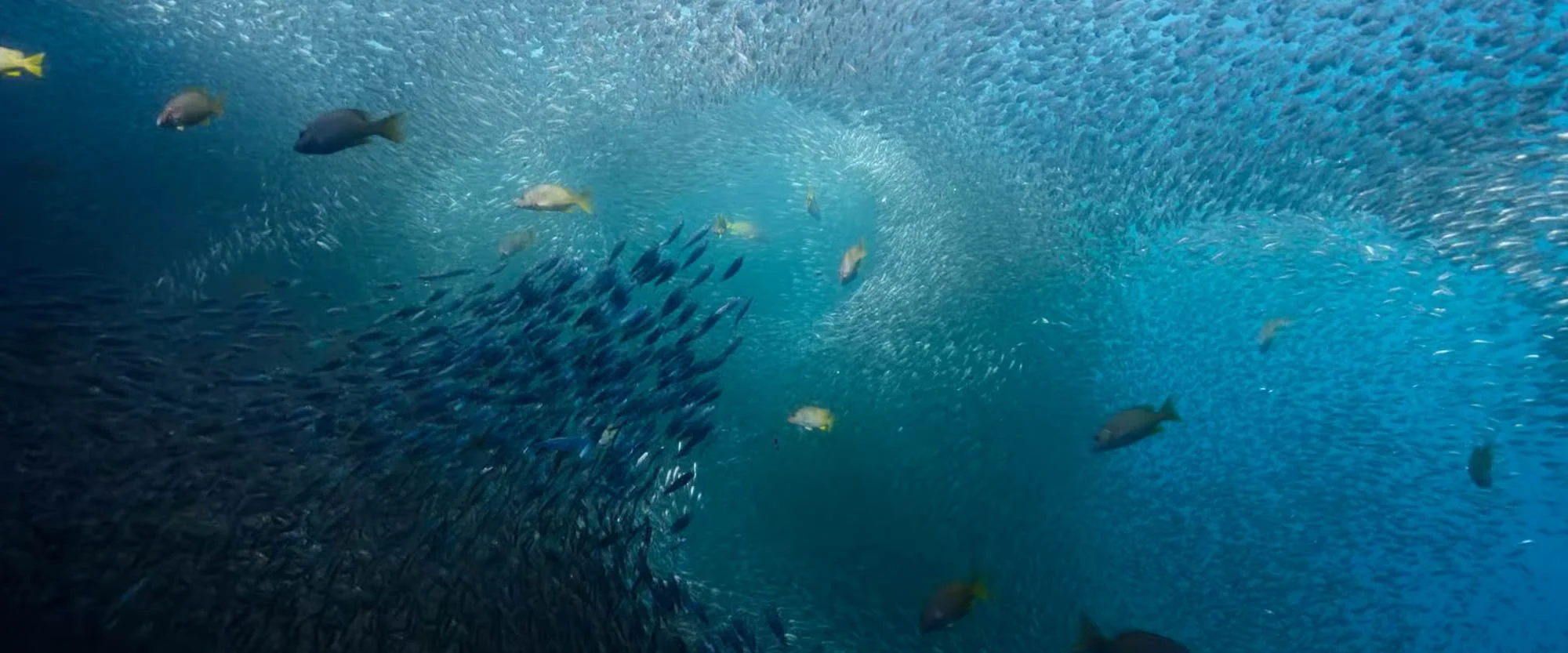 School of small fish swimming in the ocean with larger fish nearby.