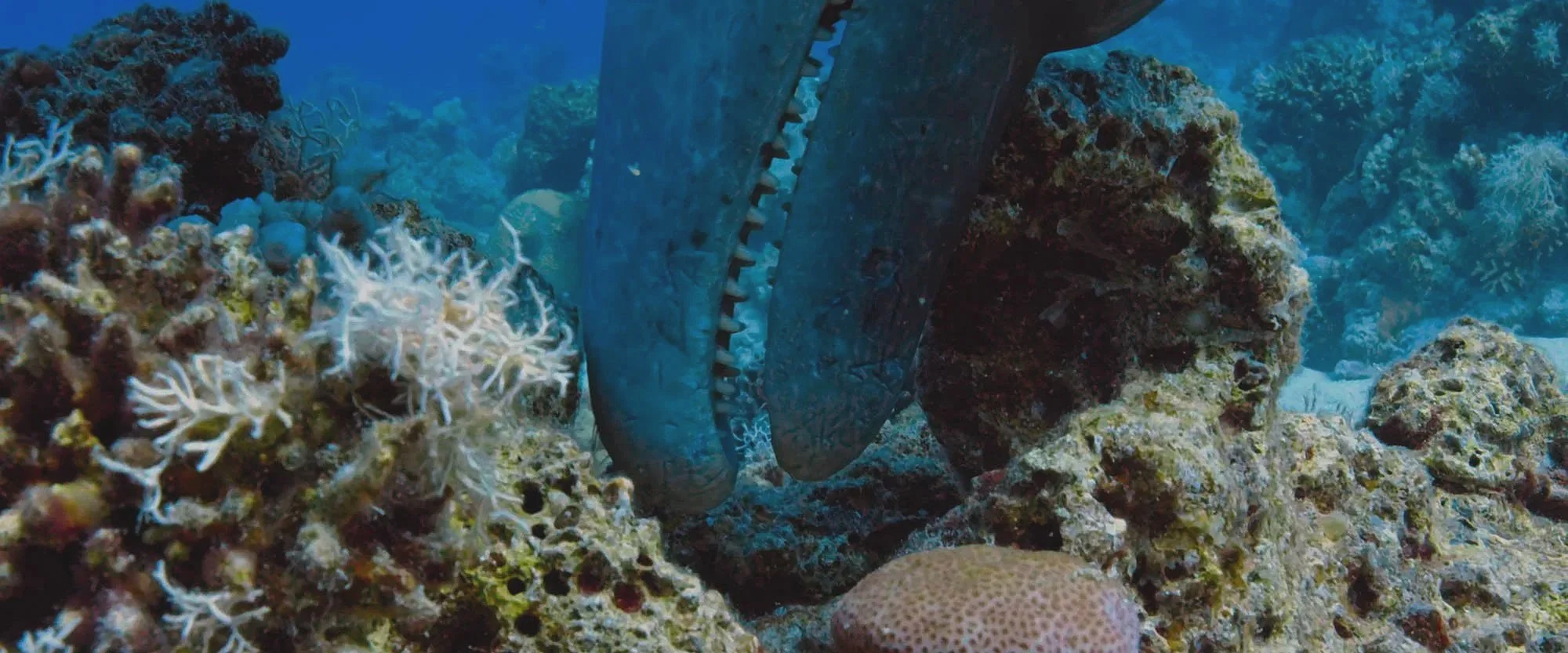 A cuttlefish blending into a coral reef with various corals and rocks underwater.