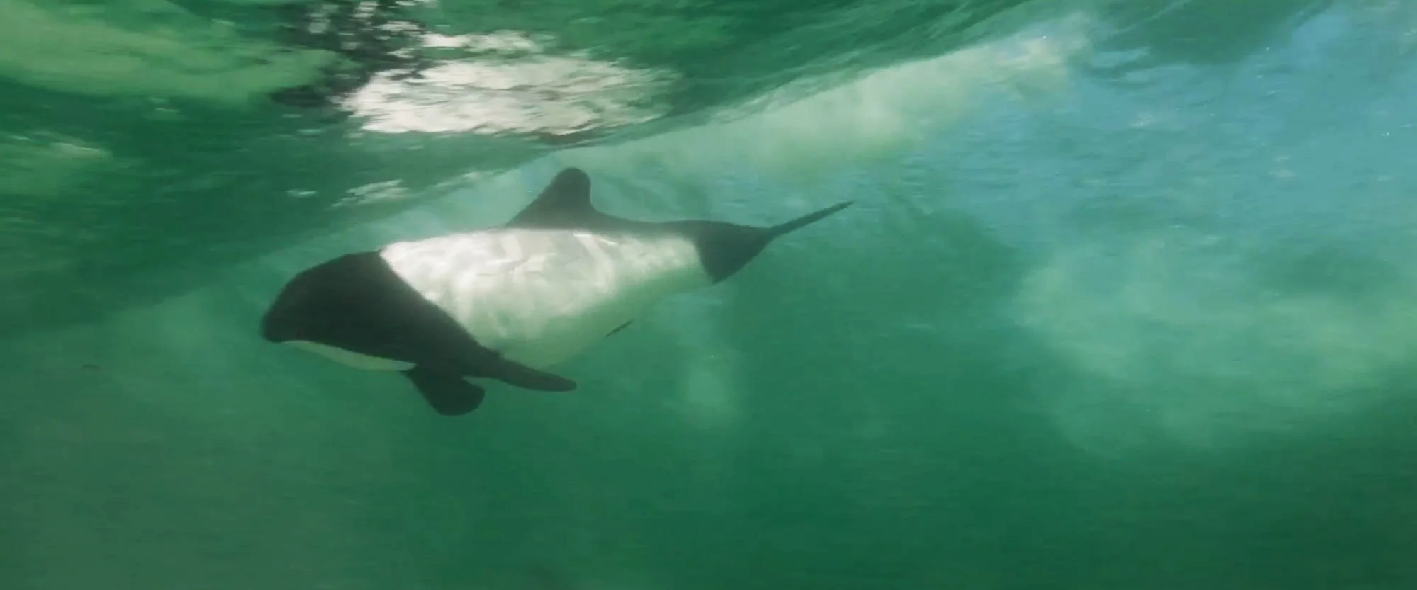 Underwater view of a penguin swimming in clear green water.