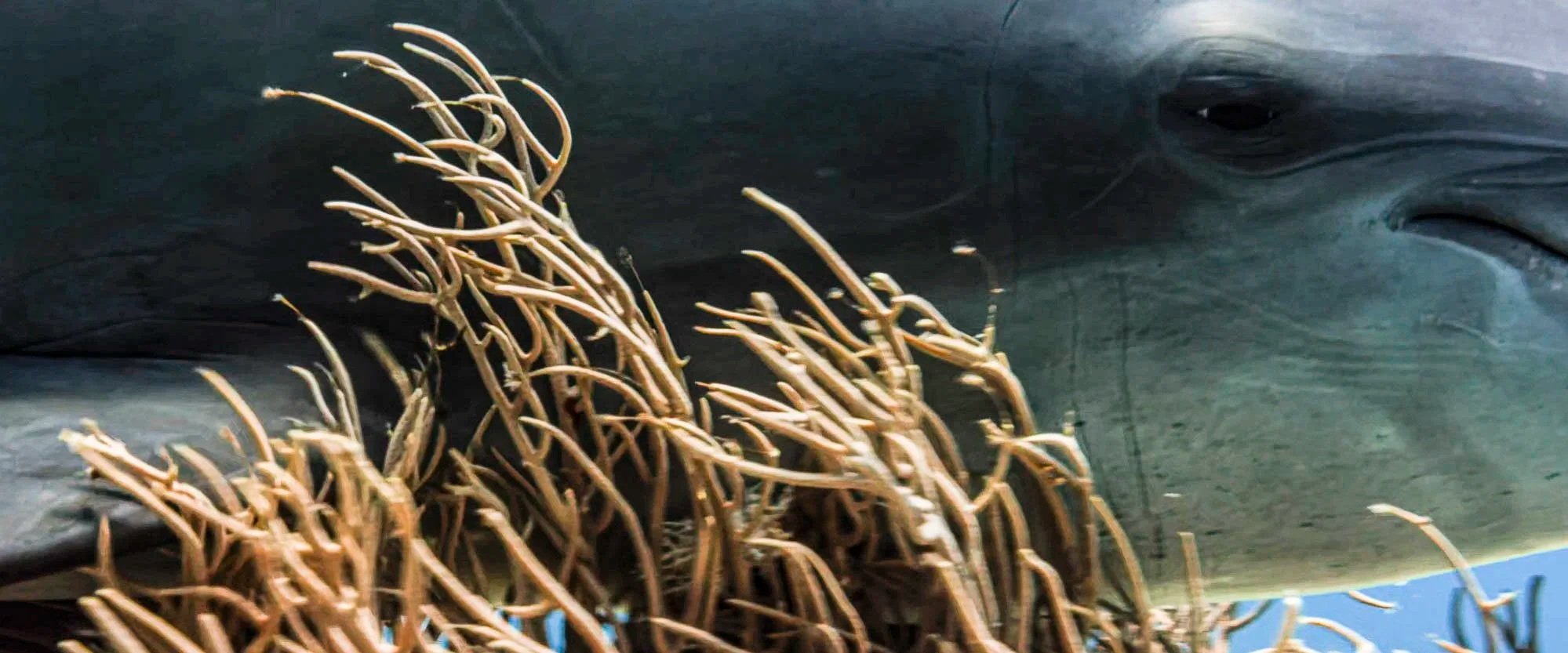 A close-up of a whale with Tangled seaweed on its head.