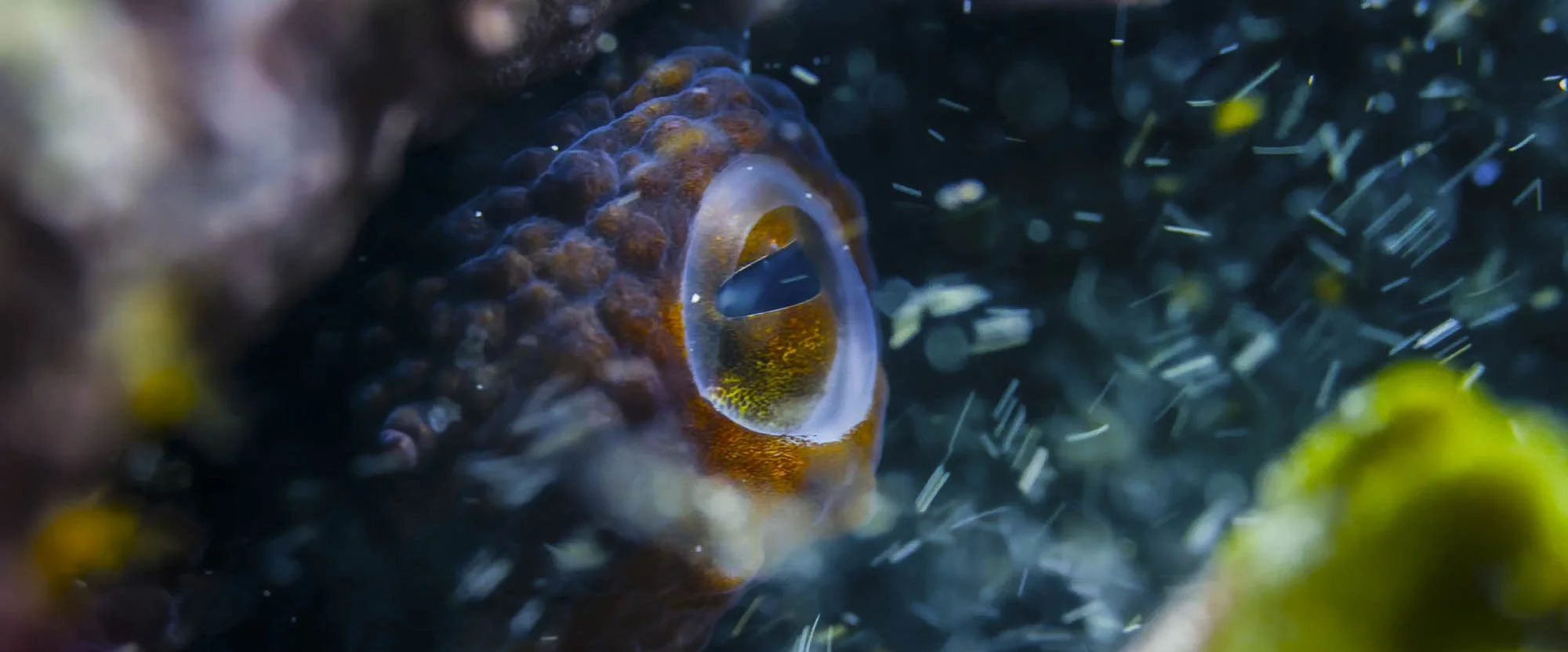 Close-up of a fish with a striking eye, surrounded by coral and water bubbles.