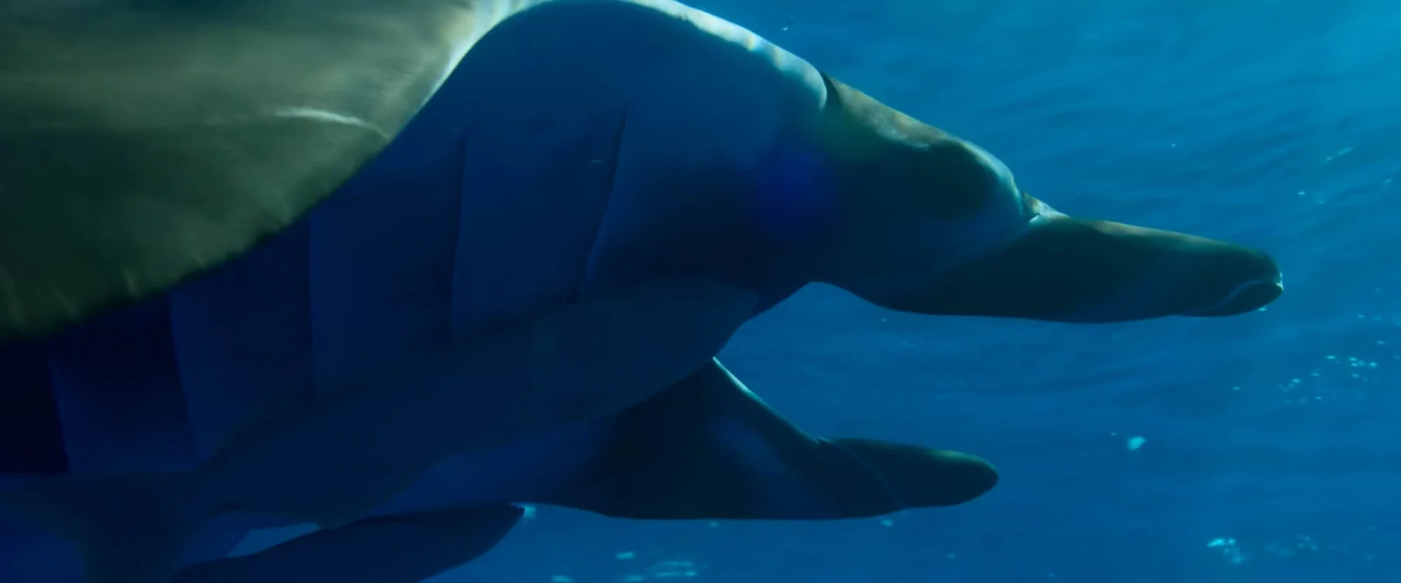 A manta ray swimming underwater in the ocean.