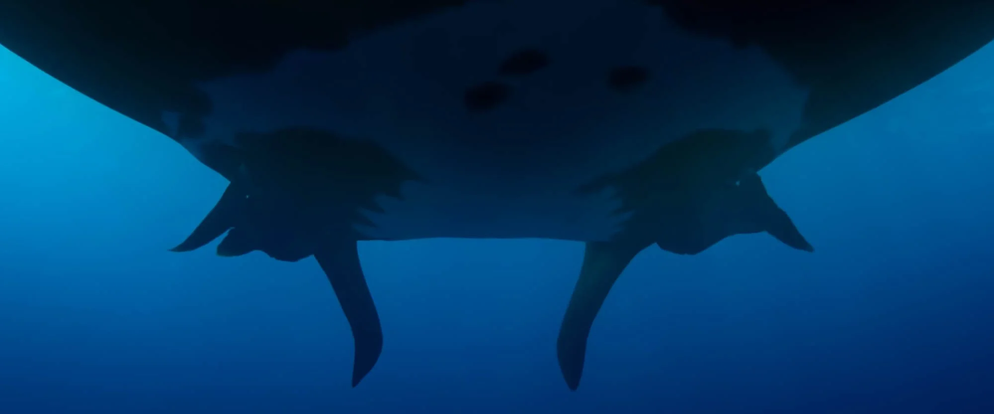 Underwater view of a shark swimming, seen from below against blue water.