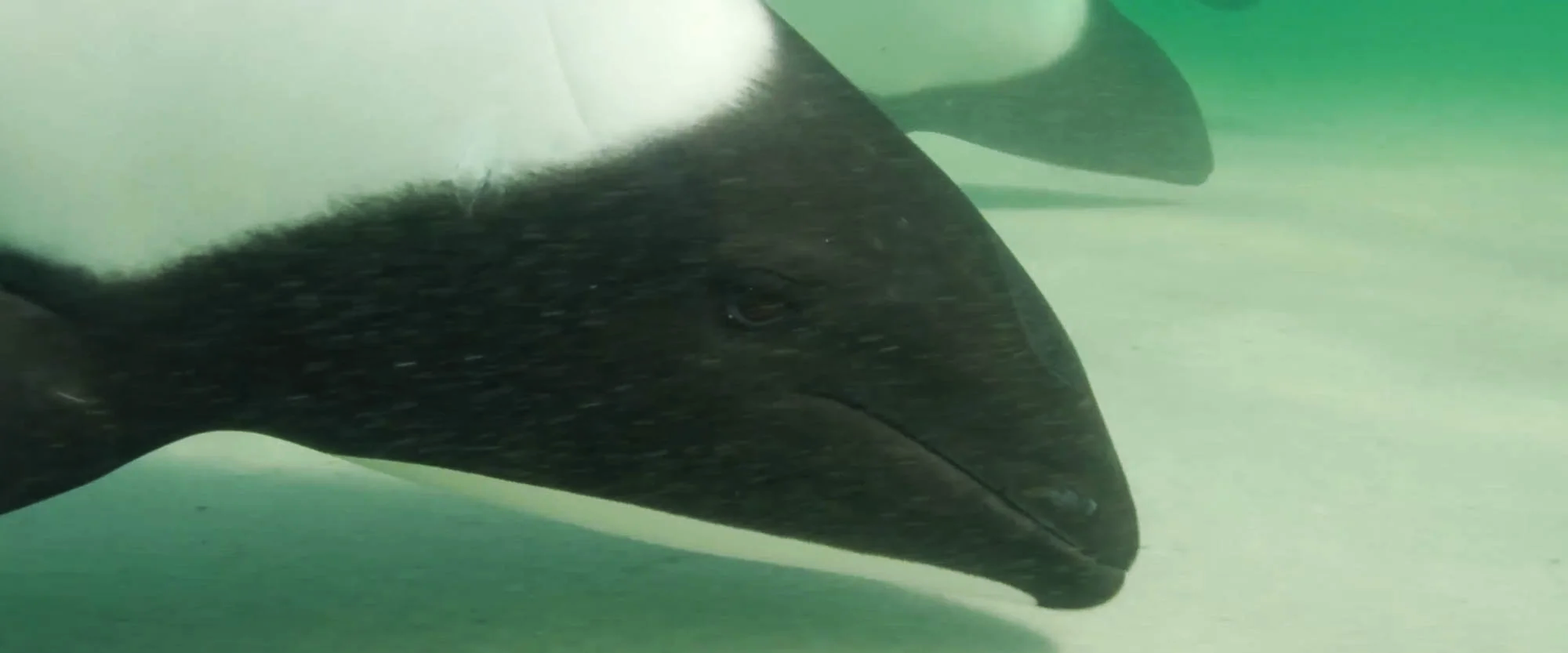 A narwhal partially submerged underwater, with its long, straight tusk visible above the water's surface.