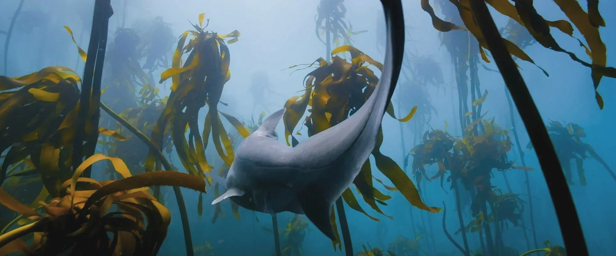A shark swimming in an underwater scene with kelp and seaweed.