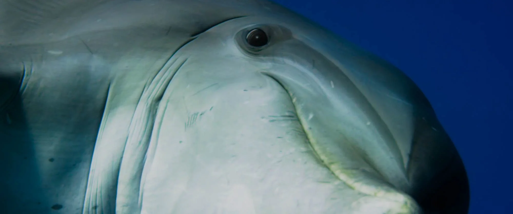 Close-up of a large fish, possibly a great white shark, underwater with blue background.