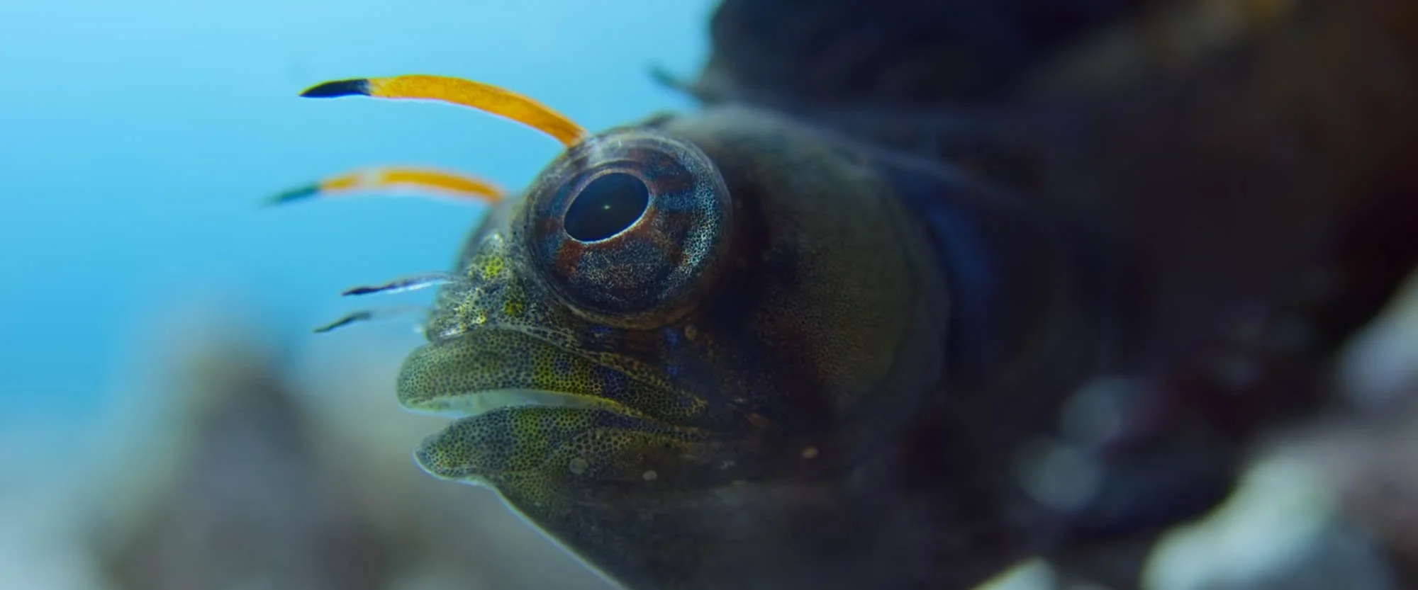 Close-up of a colorful fish with distinct markings and patterns, underwater.