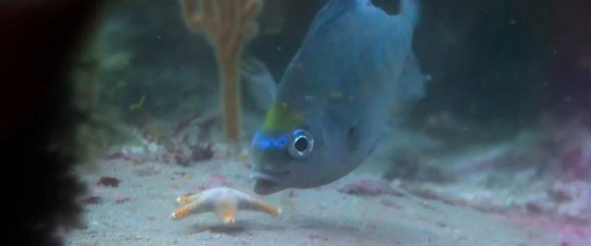Close-up of a small fish with a black eye and grayish-blue body on the sandy ocean floor, surrounded by underwater plants and rocks.