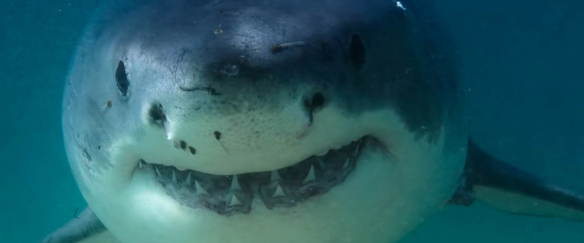 Close-up of a great white shark swimming underwater, showing its sharp teeth and menacing expression.