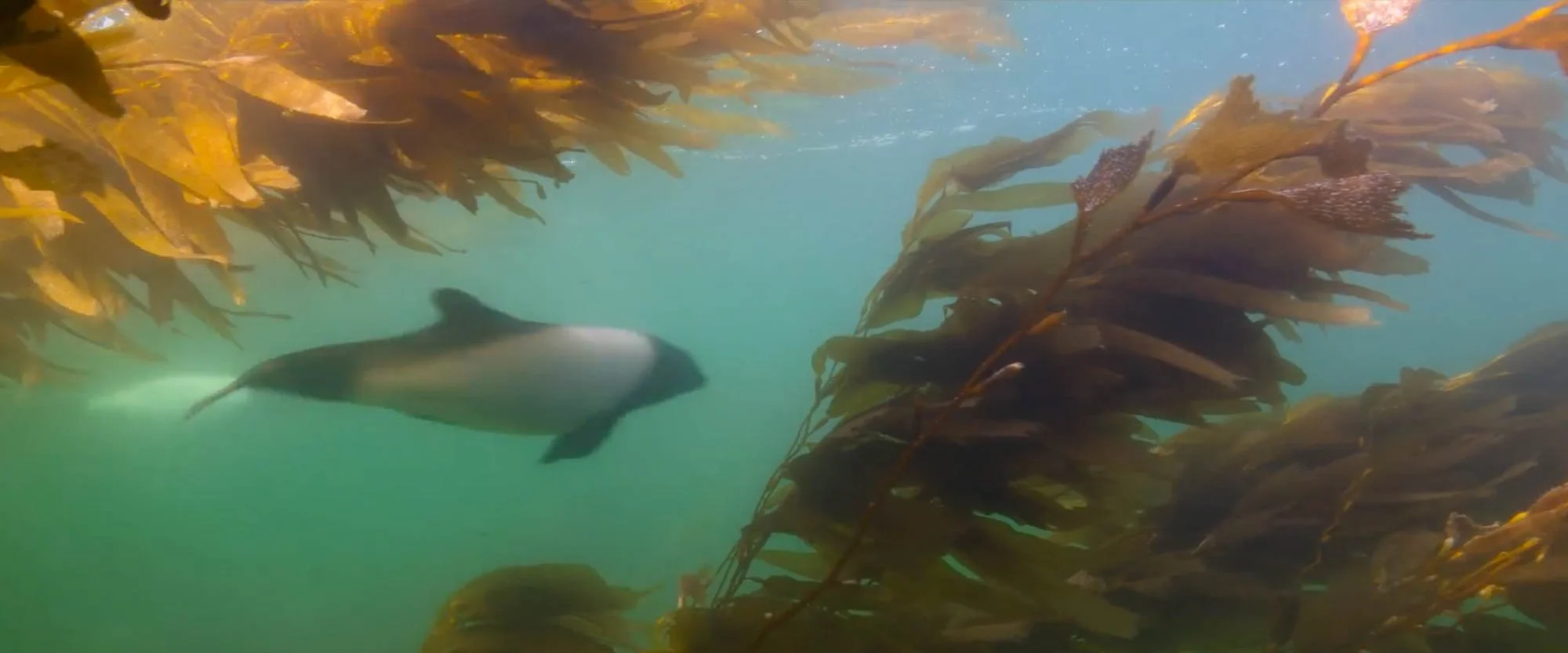 A seal swimming underwater among underwater seaweed or kelp forest.