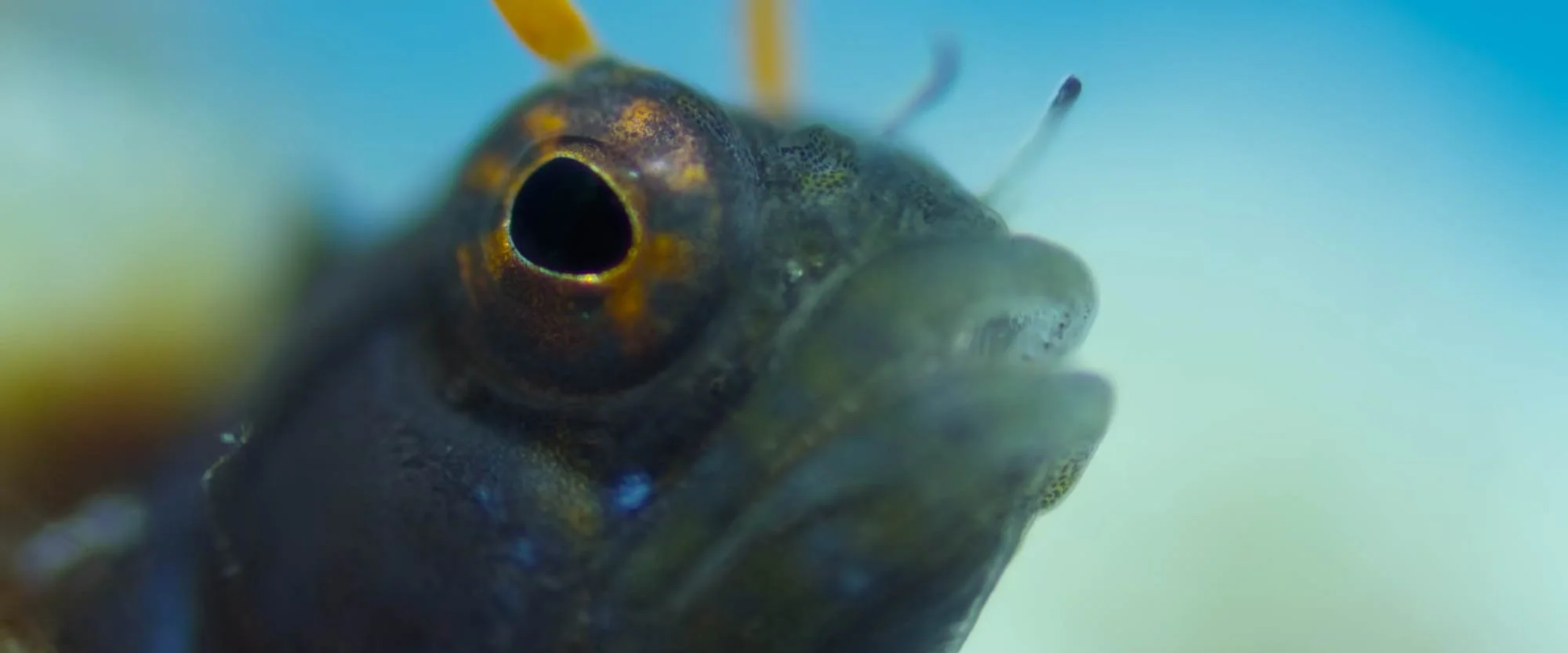 Close-up of a tiny aquatic creature, possibly a larva or minuscule fish, with detailed features including a large black eye and a small mouth, set against a light blue background.