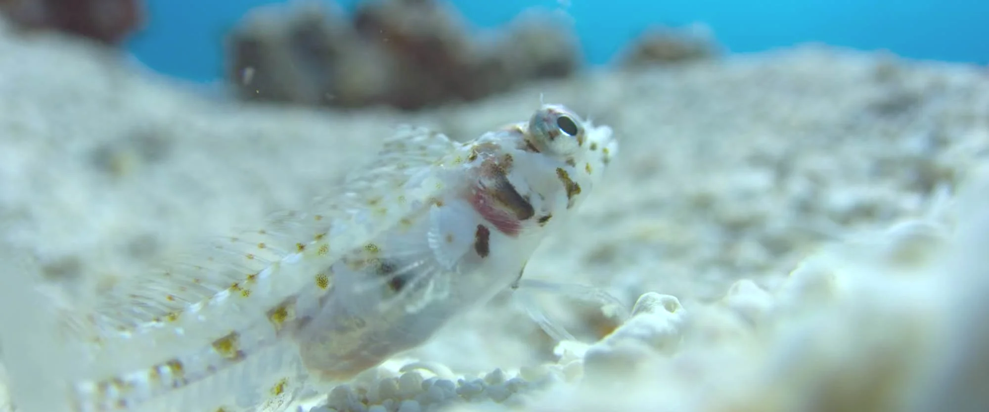 A close-up of a tiny, camouflaged fish with a transparent body and black spots, blending into a sandy ocean floor.