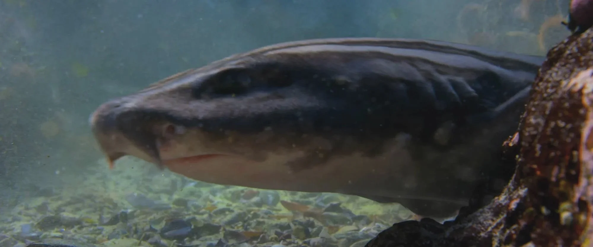 A close-up of a fish underwater near rocks and gravel.