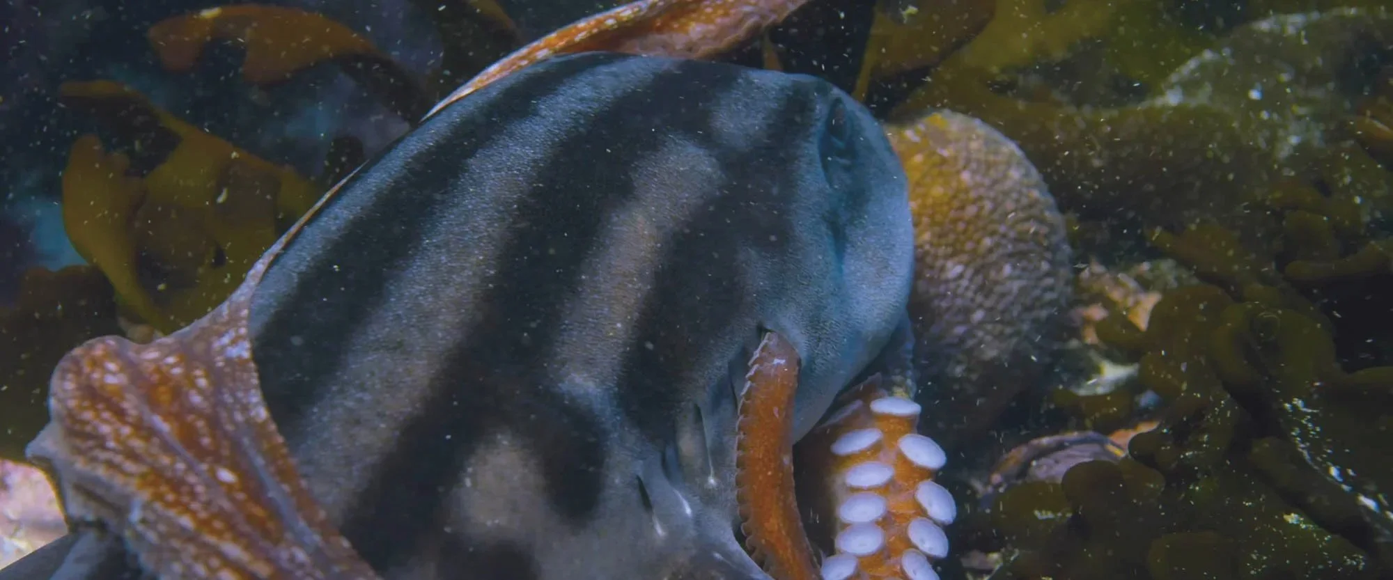 An underwater scene features a fish with a dark striped body and an octopus with orange and white tentacles among seaweed and coral.
