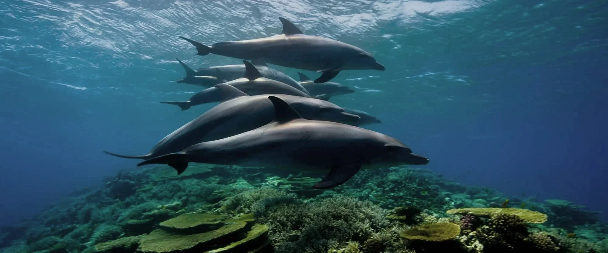 A pod of dolphins swimming underwater above coral reef and seaweed.