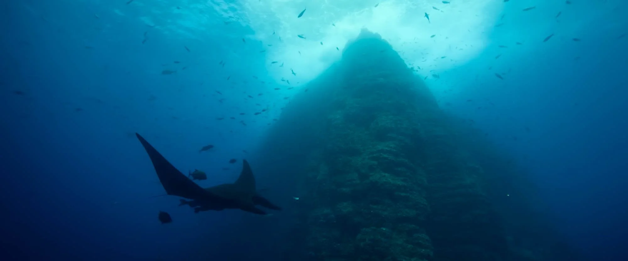 Underwater scene showing a large shark swimming near a submerged structure with numerous smaller fish swimming above.