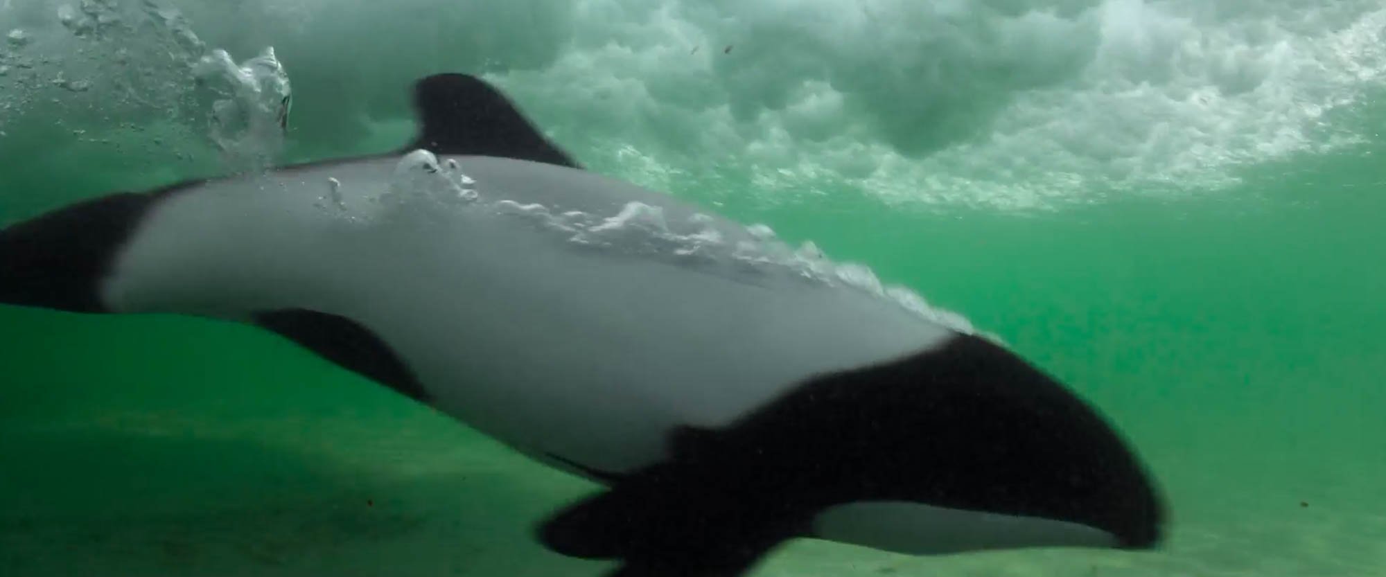 A whale swimming underwater, showing its body and fins as it moves through greenish water.