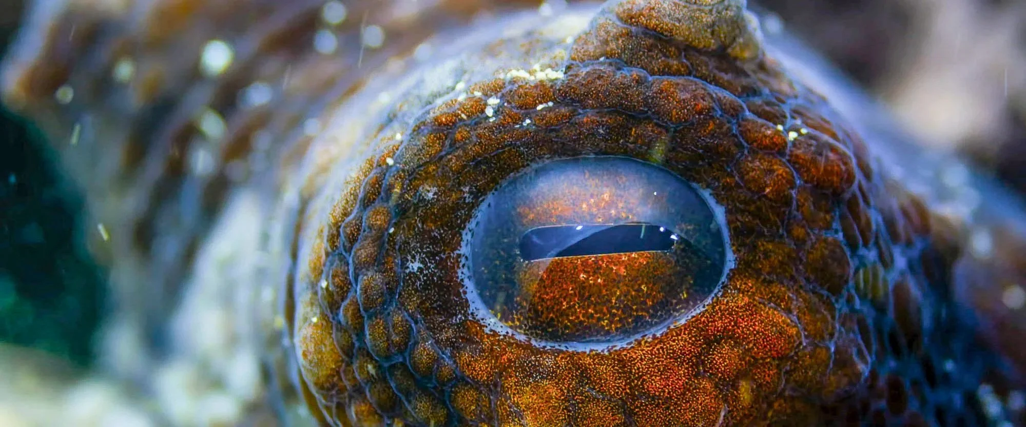 Close-up of a fish's eye with detailed scales surrounding it.