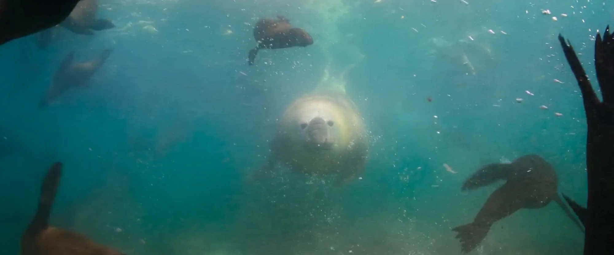 Underwater scene with a bear swimming towards the camera, surrounded by fish, with a person's hand holding a camera visible in the foreground.