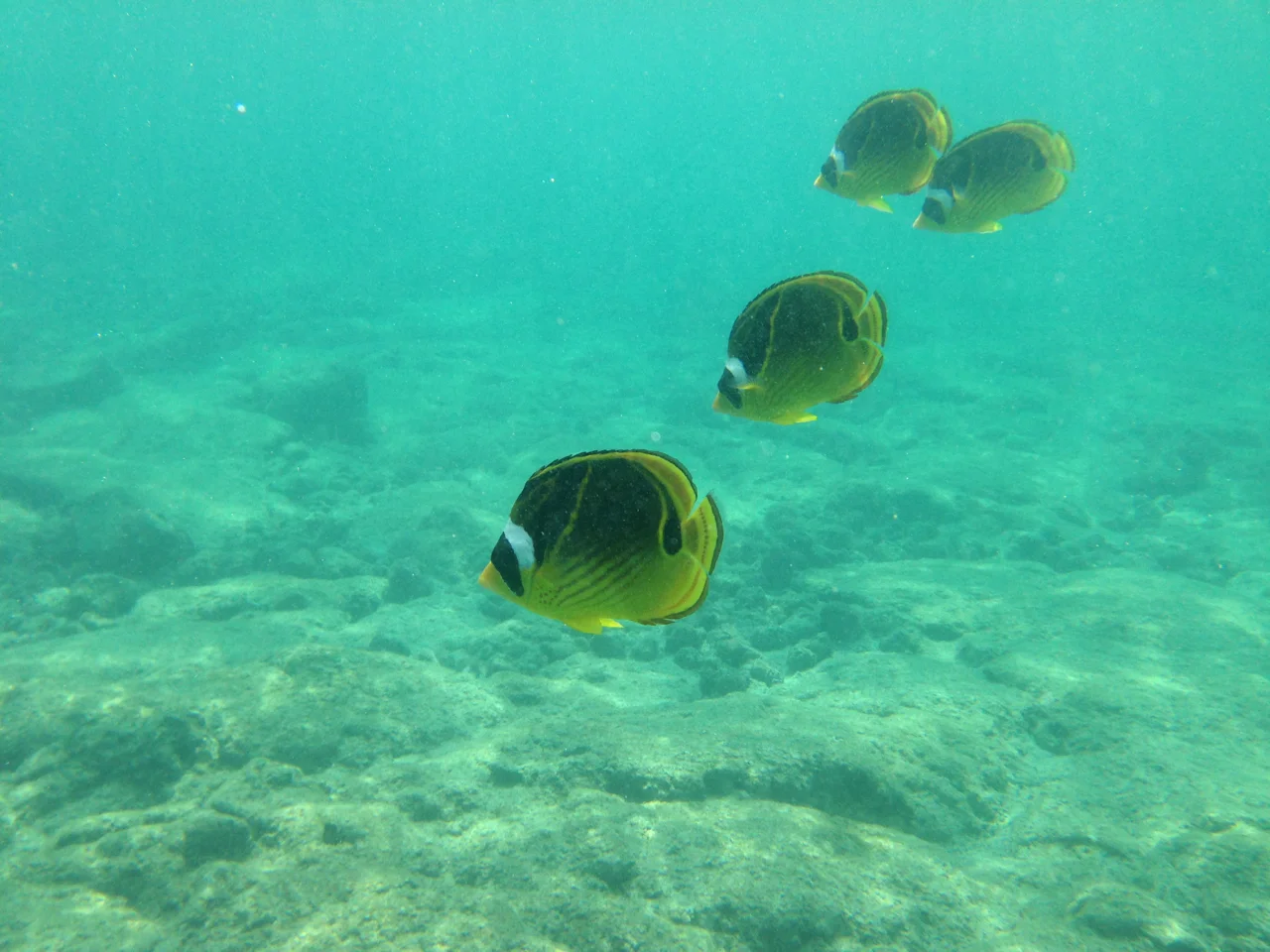 fish.jpg