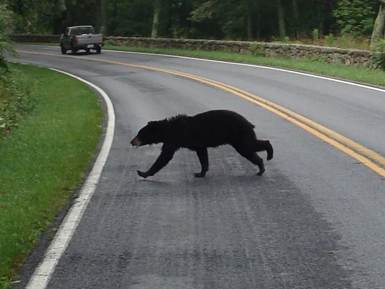 bear.jpg