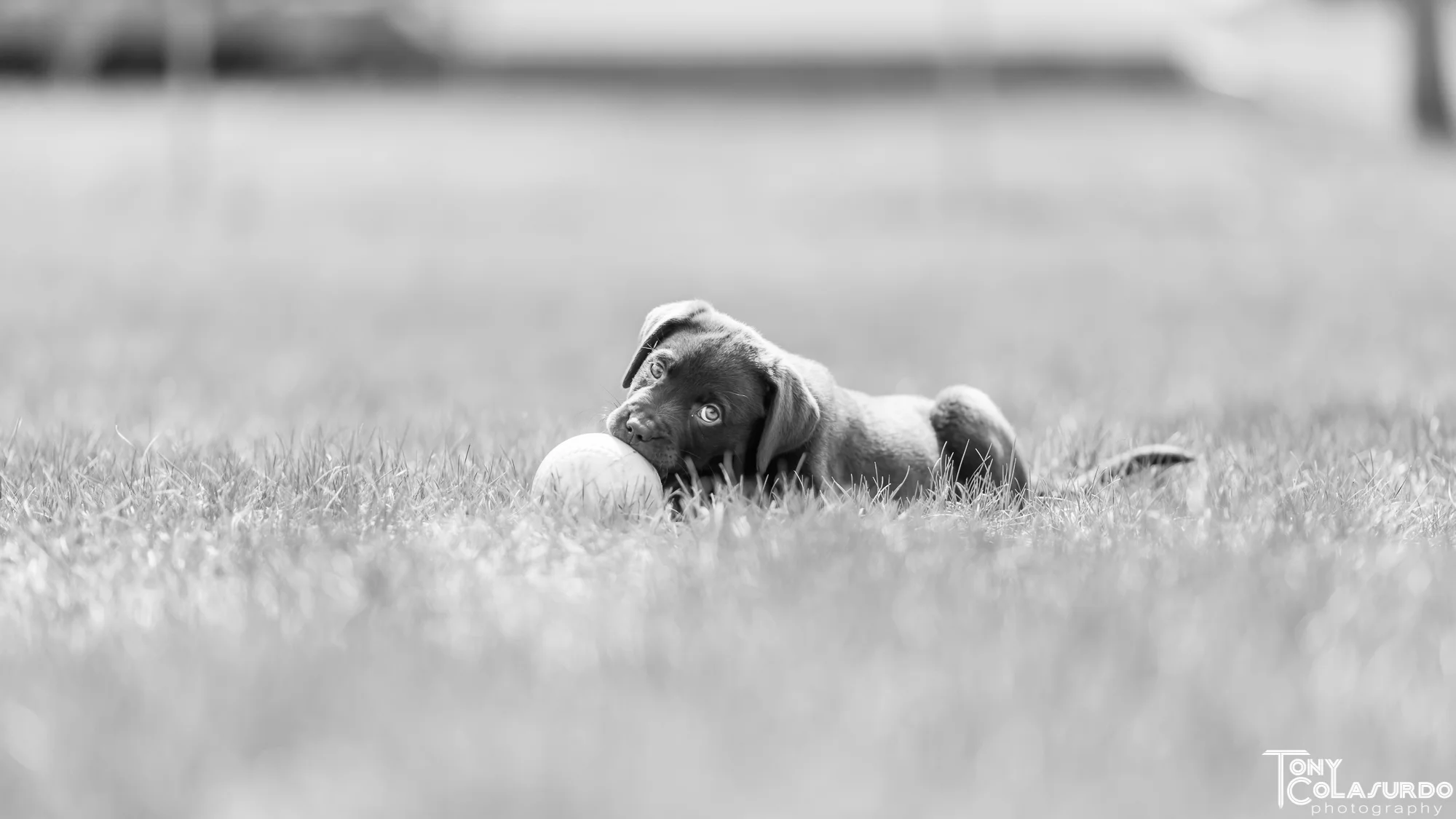 Photographing A Puppy
