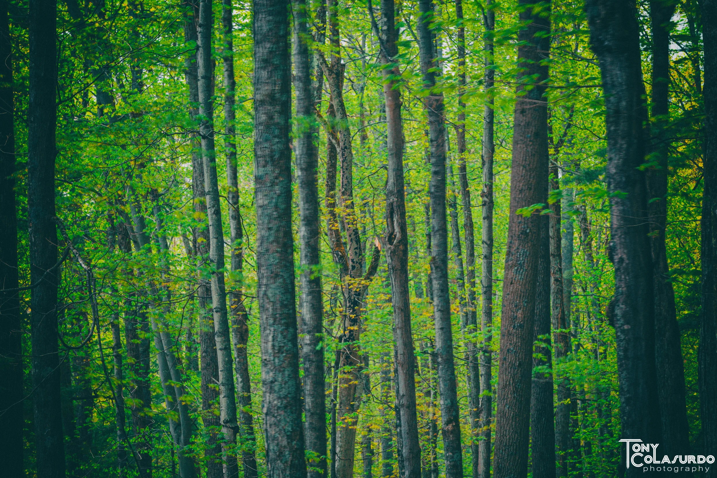 0G3A7248-Edit.JPG