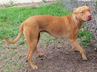 Lilly (5 Years Old) Pit Bull/Terrier Mix