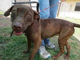 Lori (1 Year Old) Pit Bull Terrier/Labrador Retriever