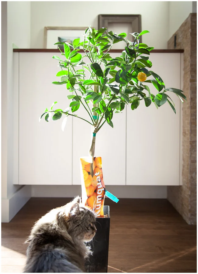 tree-6893-web.jpg