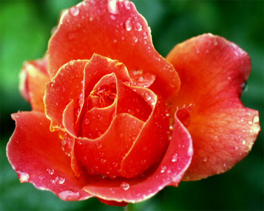OrangeRose_III.jpg