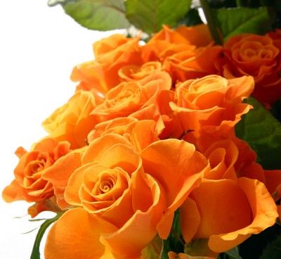 orange-rose.jpg