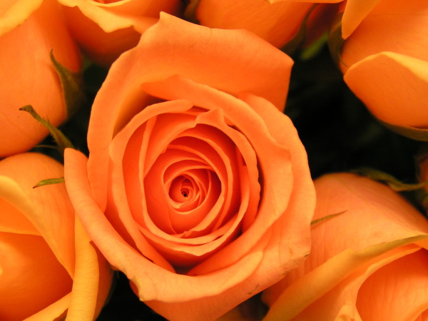 Orange%20Rose.jpg