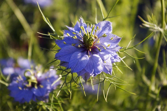 Nigella
Damascena - Love in a Mist Although primarily a summer plant, which
easily self-seeds, this year a second crop of plants has grown,
providing flowers well into the Autumn. Source: Christine Matthews,
Geograph Project, Creative Commons via Wikimedia Commons