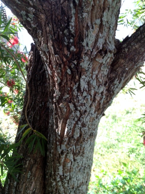 Bark of the Callistemon or Bottlebrush Tree - Photo: Jerilee Wei