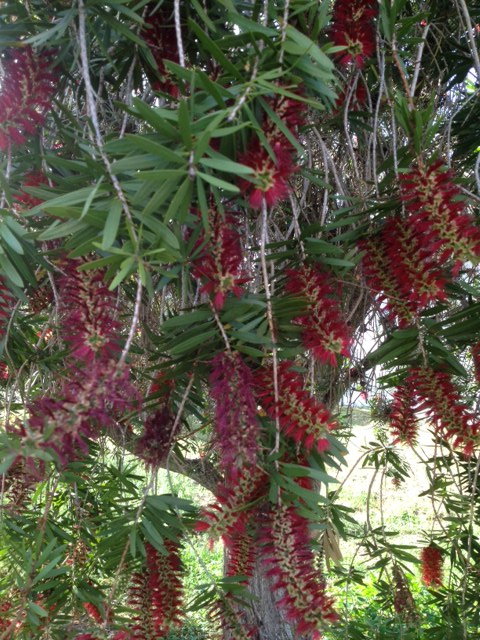 Bottlebrush tree in full bloom - Photo: Jerilee Wei