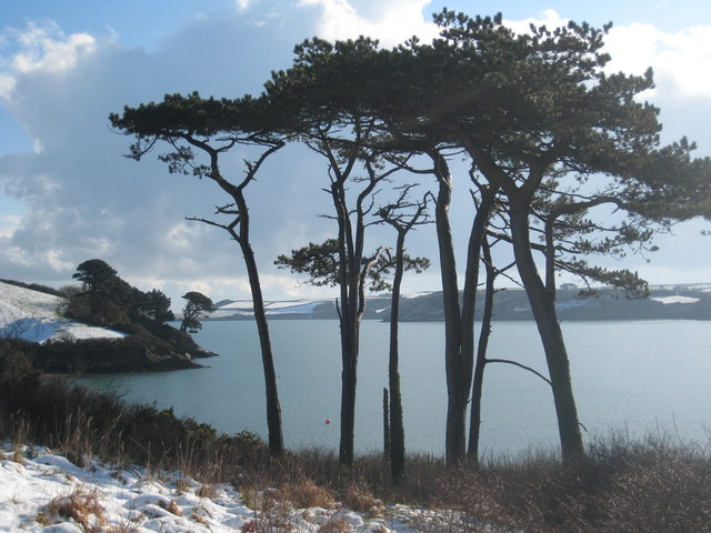 Sea bream Per Matron A Lovely Garden — Popular American Trees - Monterey Pine