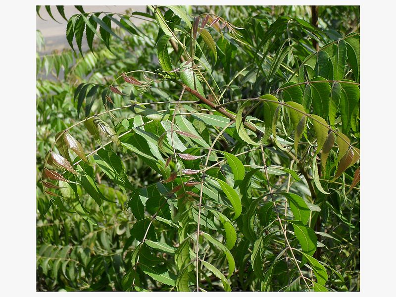 Young Neem tree leaves.