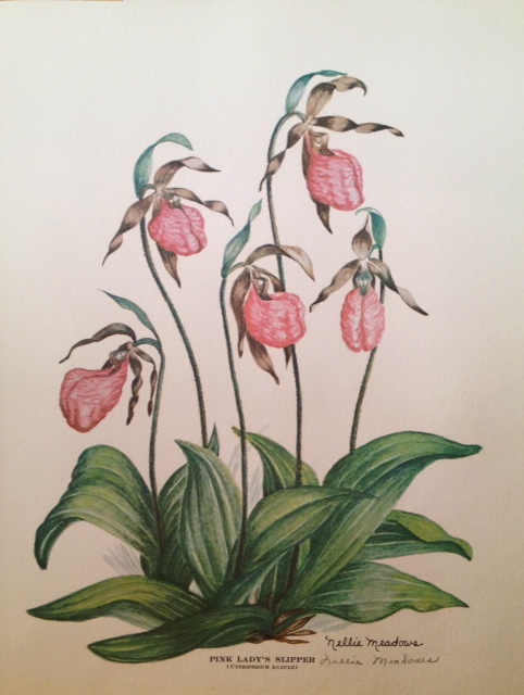 Lady's Slippers