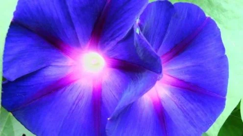 morning glory photo by Dennis Wood
